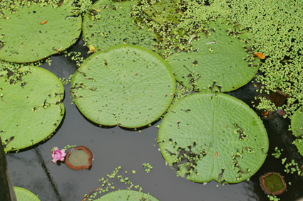 Pantanal