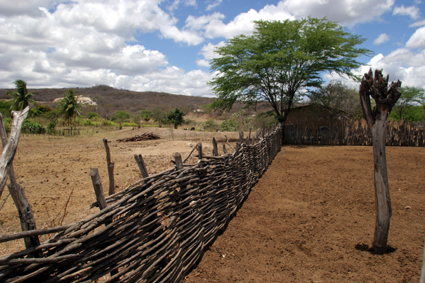 Caatinga